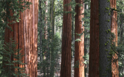 Fast-Grown vs. Slow-Grown Redwood: What’s the Difference?